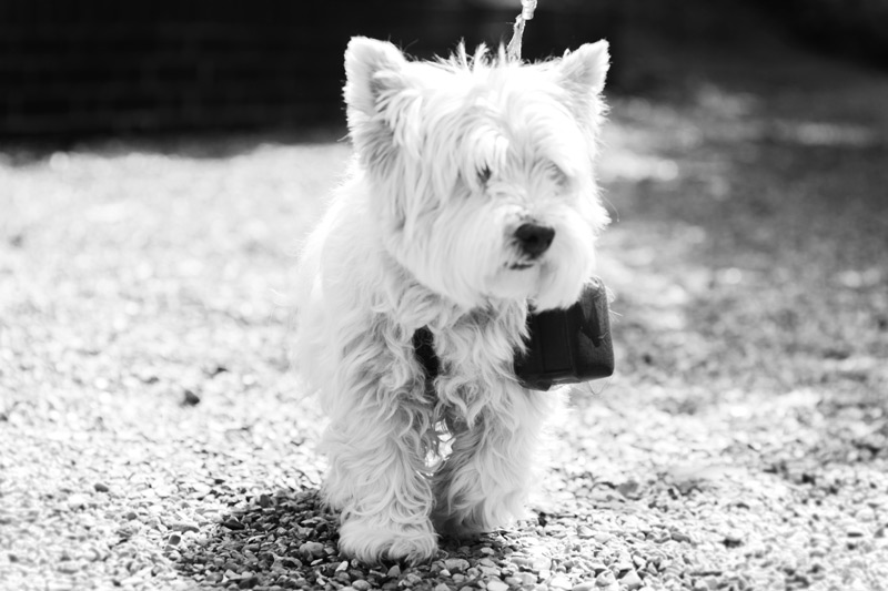 Little dog carrying wedding rings